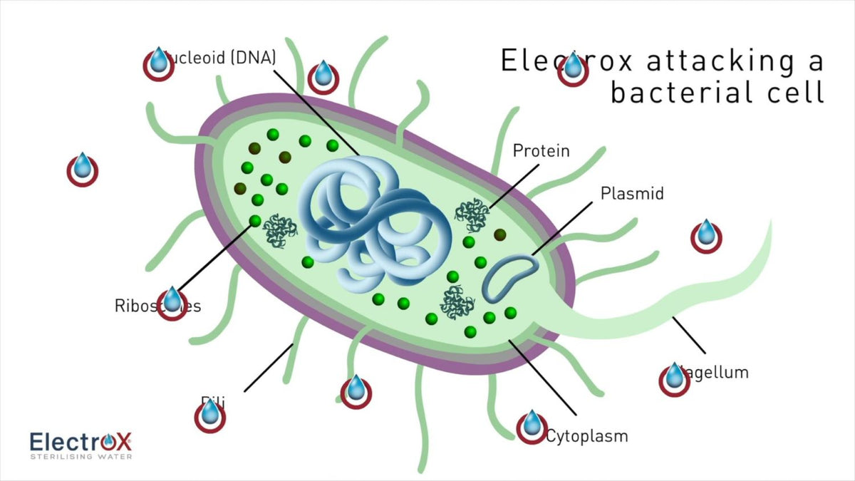 Just how does Electrox Sterilising Water kill viruses and bacteria